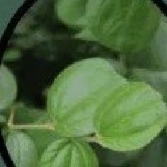 Daun Bidara