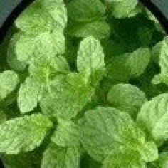 Peppermint